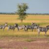 Serengeti National Park Travel Tips