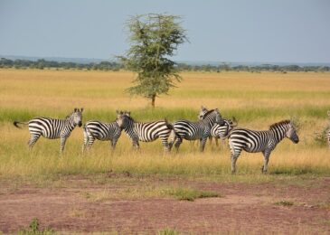 Serengeti National Park Travel Tips