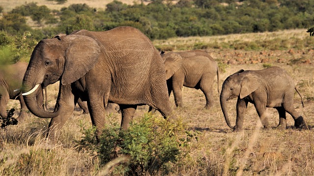 Safari In Africa